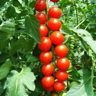 Pomodoro Red Cherry
