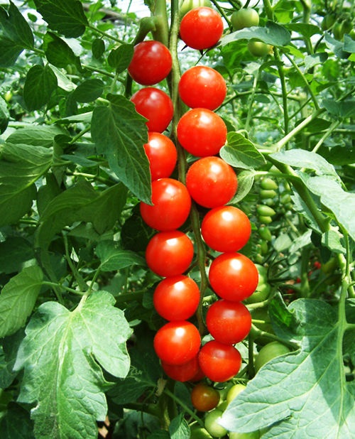 Pomodoro Red Cherry