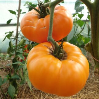 Brandywine Gul Tomat