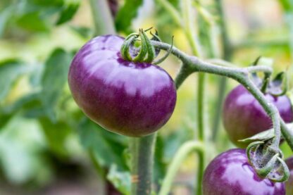 Natureseeds Purple Tomato