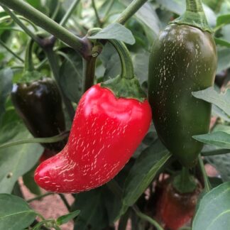 Natureseeds Jalapeno Early