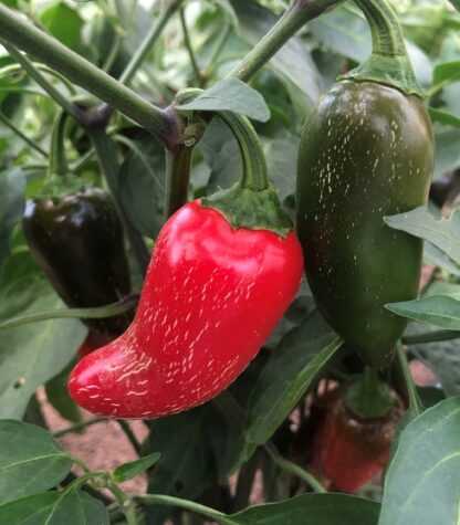 Natureseeds Jalapeno Early