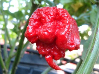 Natureseeds Carolina Reaper