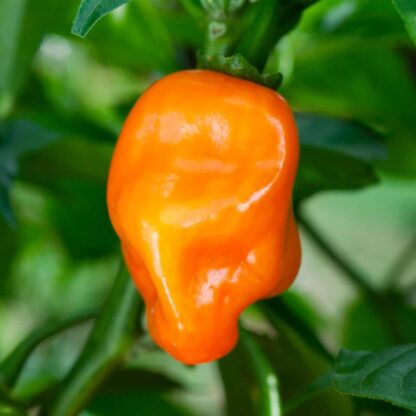 Natureseeds Habanero Orange