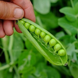 Natureseeds Kelvedon Wonder