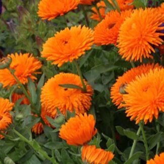 Natureseeds Calendula Officinalis Radio