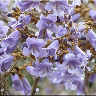 Lycopersicon Prinsessetræ