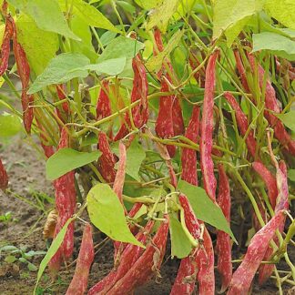 Natureseeds Borlotto Lingua Di Fuoco