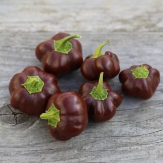 Natureseeds Mini Chocolate Bell