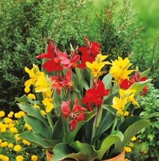 Natureseeds Canna Indica Lilje
