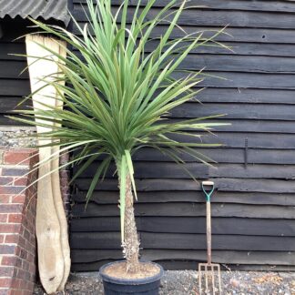Natureseeds Cordyline Australis
