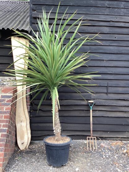 Natureseeds Cordyline Australis
