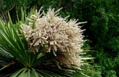 Natureseeds cordyline australis2