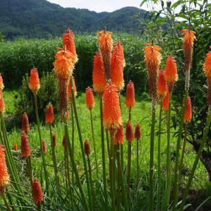 Natureseeds Kniphofia Fakkel Lilje