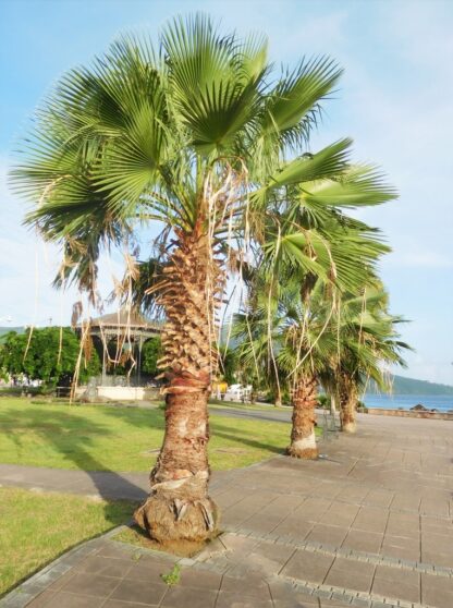 Washingtonia Robusta