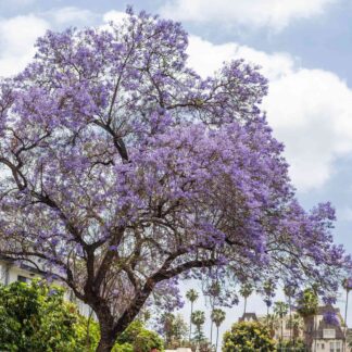 Natureseeds Palisandertræ