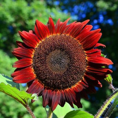Natureseeds Red Sun