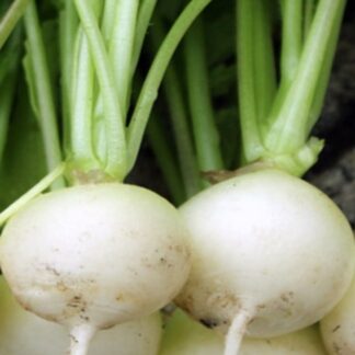 Natureseeds Albina Radise