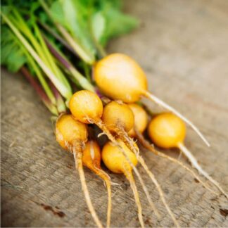 Natureseeds Radise Zlata