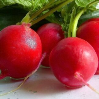 Natureseeds Gigante Siculo