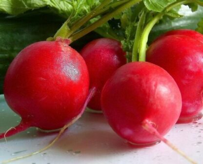 Natureseeds Gigante Siculo