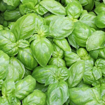 Natureseeds Ocimum Basilicum Genovese