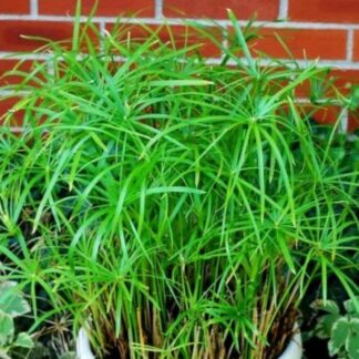 Natureseeds Paraplyplante