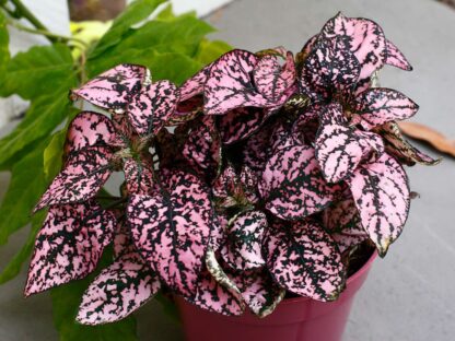Natureseeds Pink Fregnefjæs
