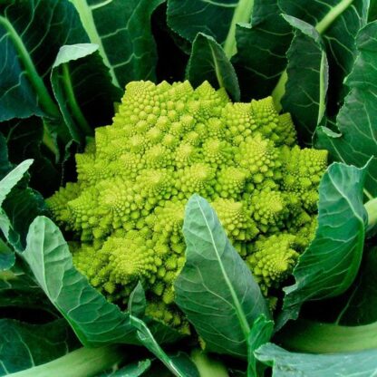 Natureseeds Veronica Romanesco