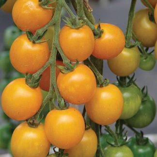 Natureseeds Cherrytomat Goldkrone