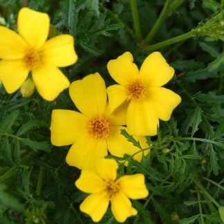 Natureseeds Citrontagetes Lemon Gem