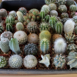 Natureseeds Kaktus Frø Blanding