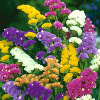 Natureseeds Statice Hav Lavendel Blanding