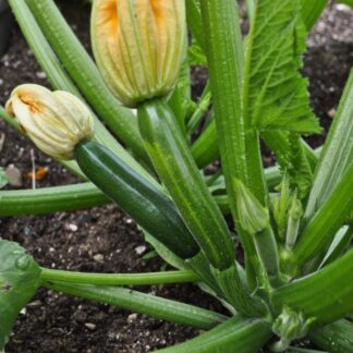 Natureseeds Green Machine F1 Hybrid