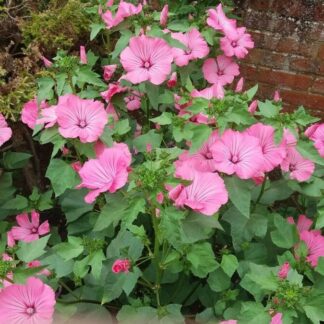 Natureseeds Mamelukærme Silver Cup