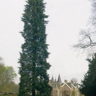 Natureseeds Ædelcypres