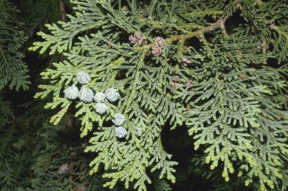 Natureseeds Ædelcypres3