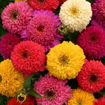 Natureseeds Frøkenhat Zinnia Mix