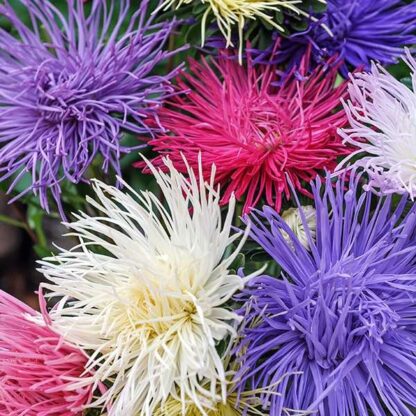 Natureseeds Kinesisk Asters Blanding