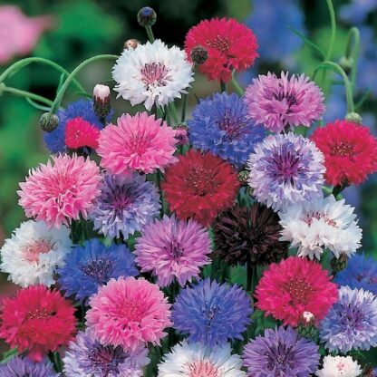 Natureseeds Kornblomst Blanding