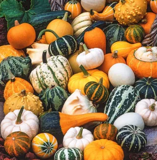 Natureseeds Pyntegræskar Blanding