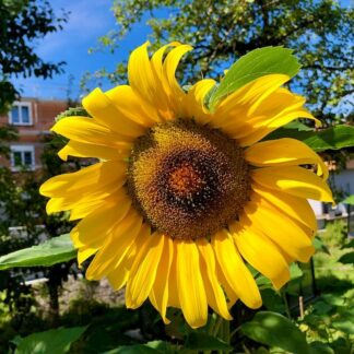 Natureseeds Solsikke Gelbe Riesen