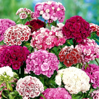 Natureseeds Studenternellike Sweet William