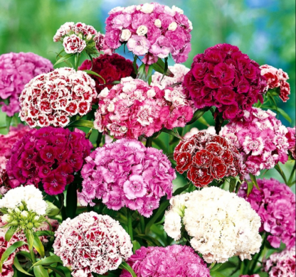 Natureseeds Studenternellike Sweet William