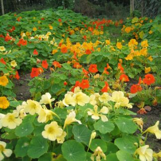 Natureseeds Tallerkensmækker Frø Blanding