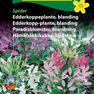 Natureseeds edderkoppeplante blanding spider