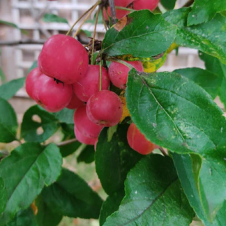Natureseeds europæisk krabbe æbletræ