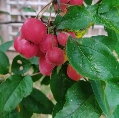 Natureseeds europæisk krabbe æbletræ