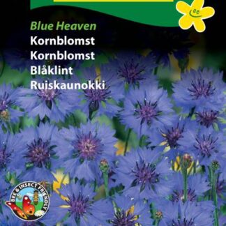 Natureseeds kornblomst blue heaven
