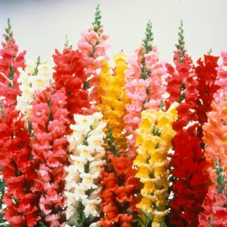 Natureseeds løvemund frø blanding